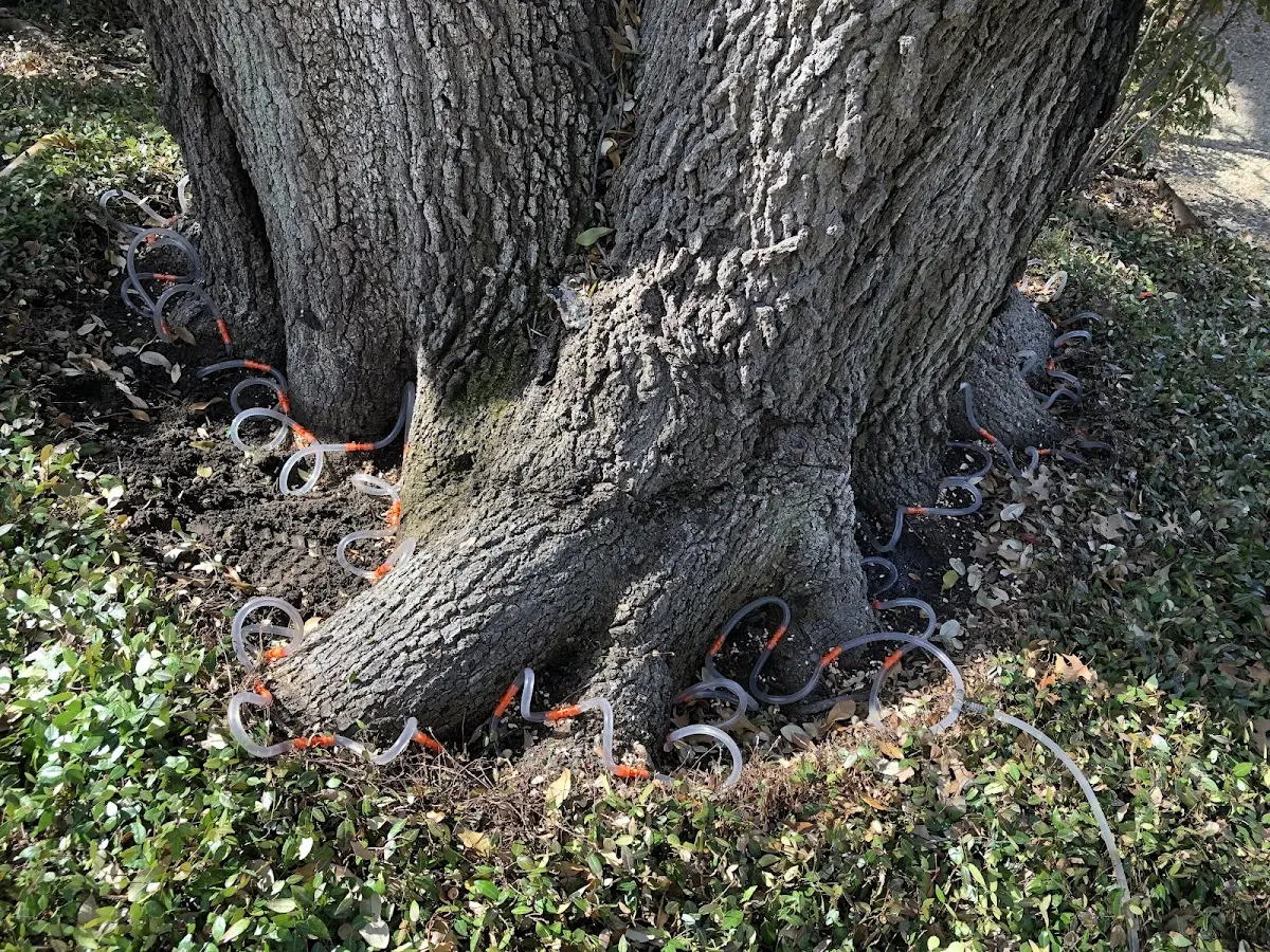 Detailed Tree Cabling and Bracing job site in Saginaw