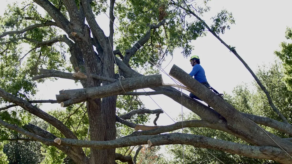 Professional Hazardous Tree Removal performed by certified arborists in Saginaw