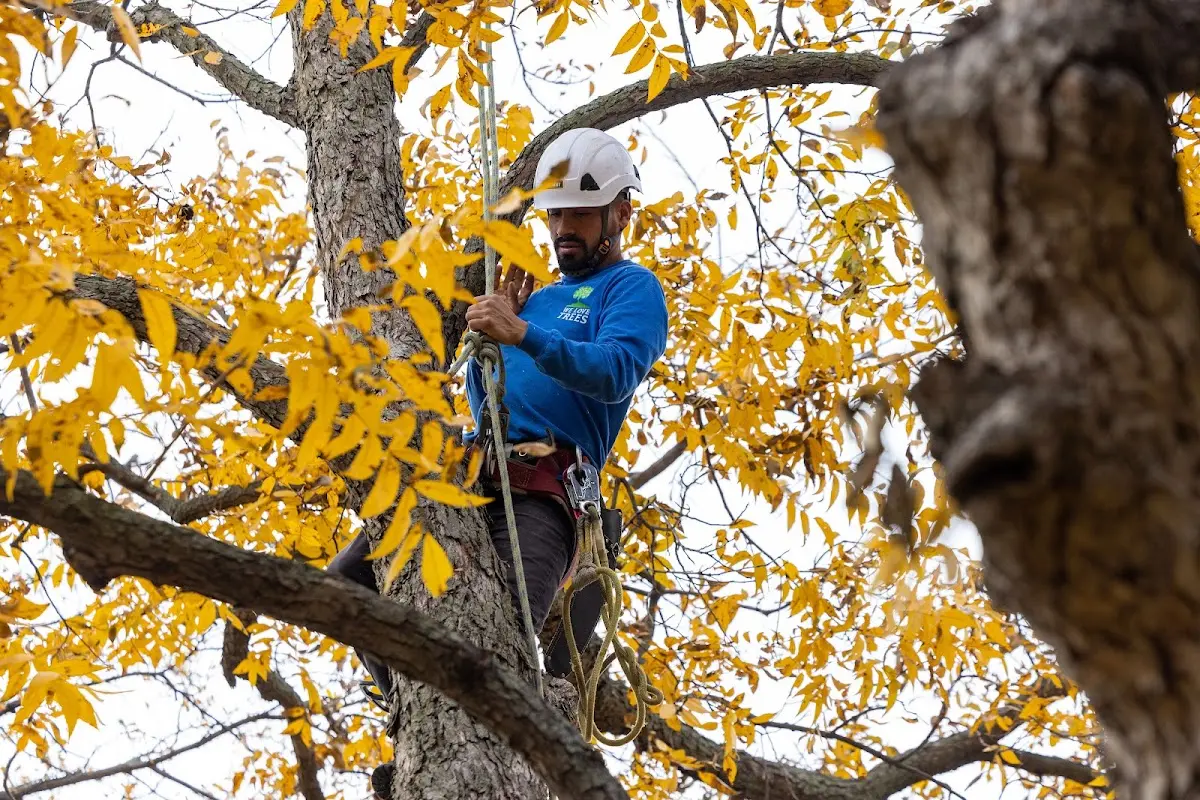 Skilled Tree Trimming crew working in Saginaw